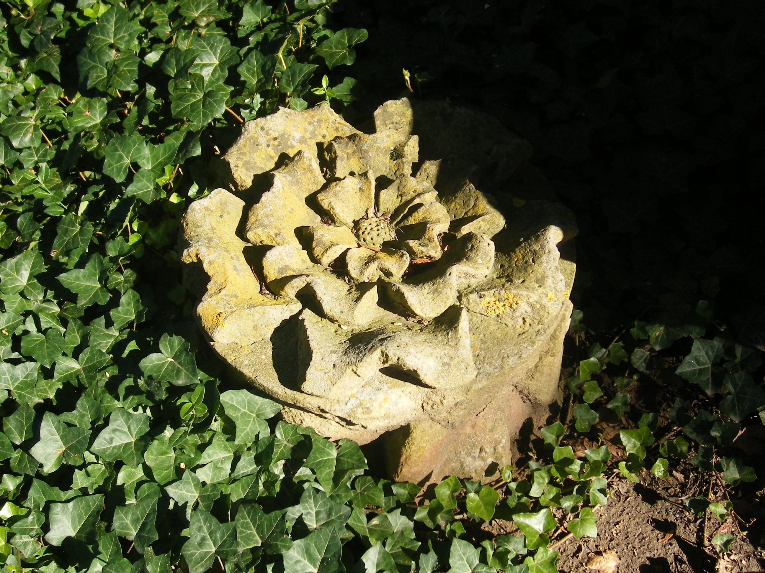 Rosette im Adenauerpark