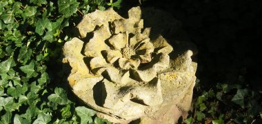 Rosette im Adenauerpark