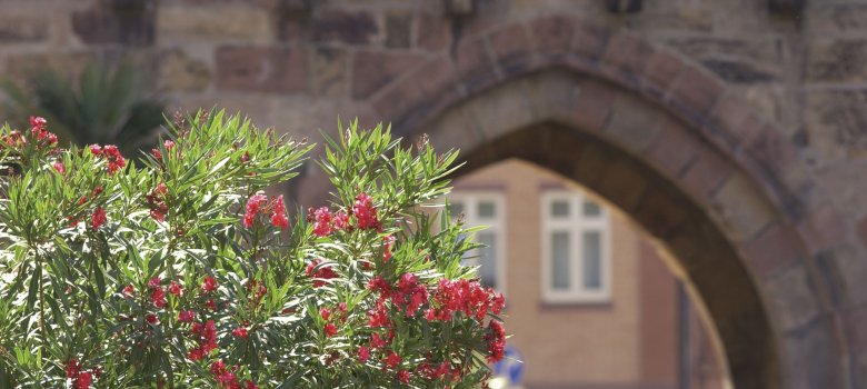 Archway of the Old City Gate