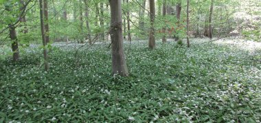 Flächendeckender Bestand des Geophyten Bärlauch (Allium ursinum)