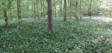 Flächendeckender Bestand des Geophyten Bärlauch (Allium ursinum) Flächendeckender Bestand des Geophyten Bärlauch (Allium ursinum)