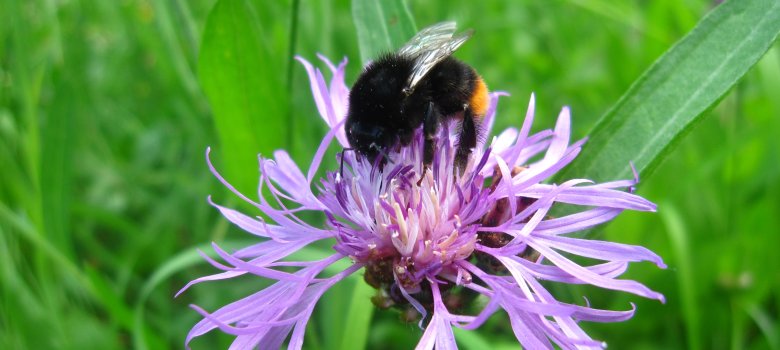 Erdhummel