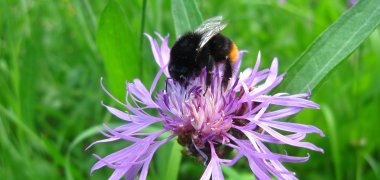 Erdhummel