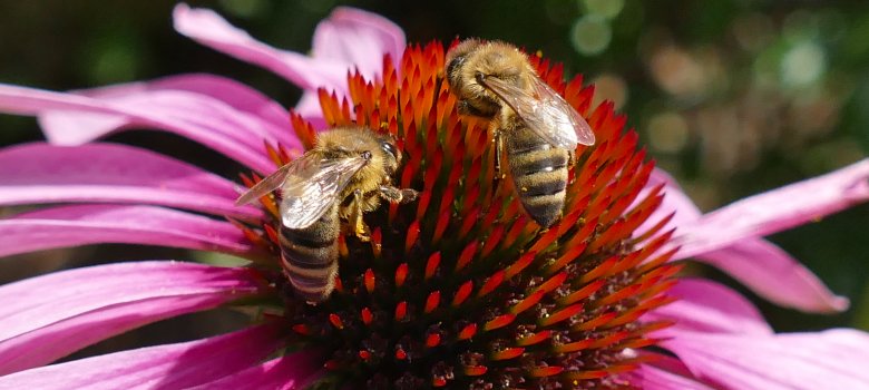 Honigbienen auf Sonnenhut