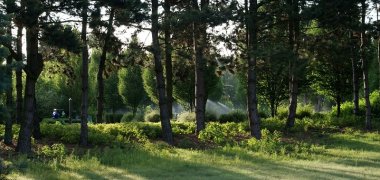 Eine Gruppe von Kiefern auf dem Speyerer Friedhof