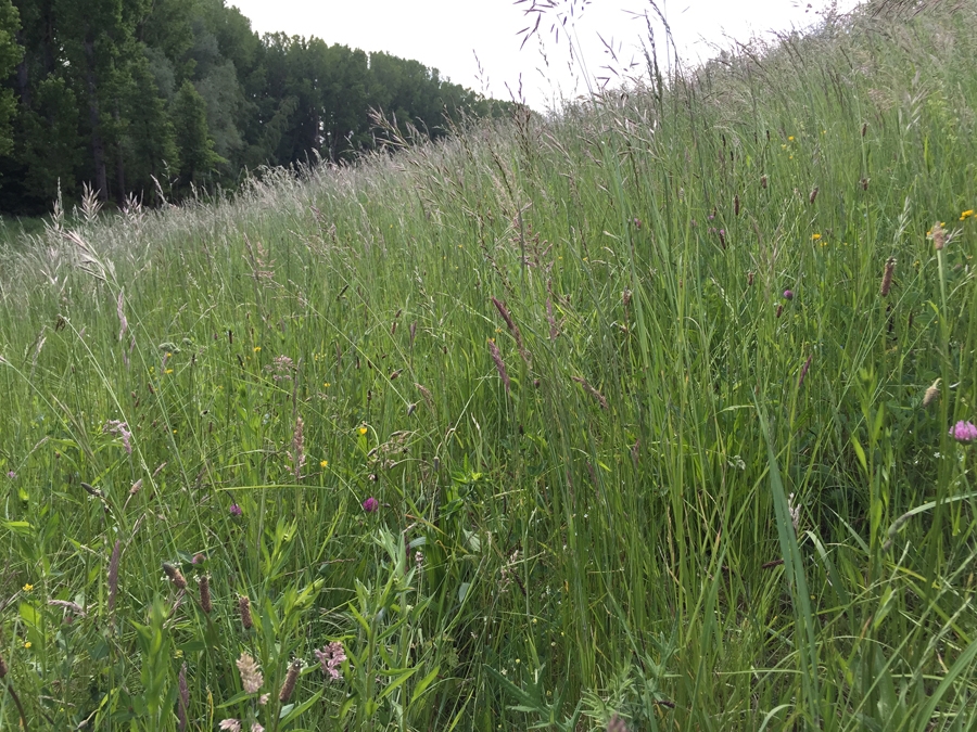 Magerwiese am Deich, Foto: Heinz-Peter Wierig