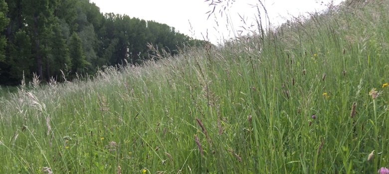 Magerwiese am Deich, Foto: Heinz-Peter Wierig