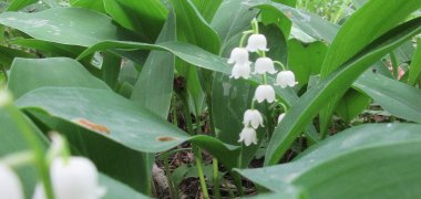Geophyt Maiglöckchen (Convallaria majalis) Geophyt Maiglöckchen (Convallaria majalis)
