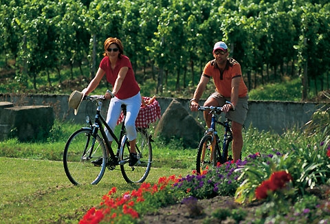 Cycling in the vineyards