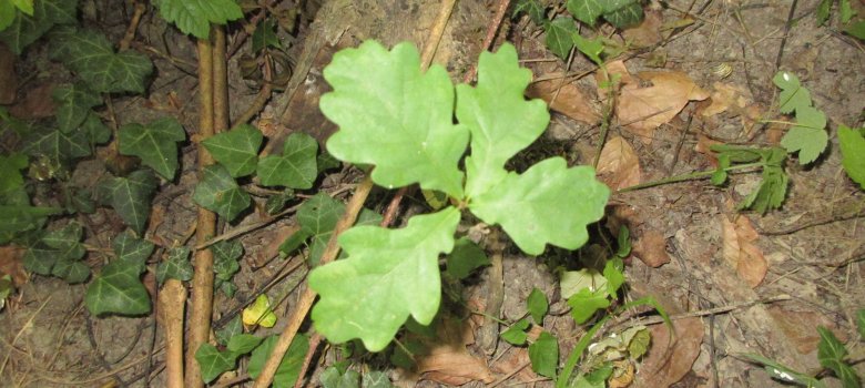 Stiel-Eiche (Quercus robur) in der Krautschicht Stiel-Eiche (Quercus robur) in der Krautschicht