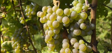 Palatinate Grapes
