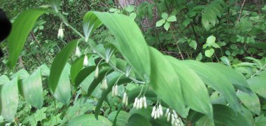 Geophyt Vielblütige Weißwurz (Polygonatum multiflorum) Geophyt Vielblütige Weißwurz (Polygonatum multiflorum)