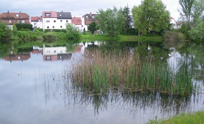 Russenweiher mit Blick nach Süden, Flachwasserzone Russenweiher mit Blick nach Süden, Flachwasserzone