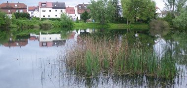 Russenweiher mit Blick nach Süden, Flachwasserzone