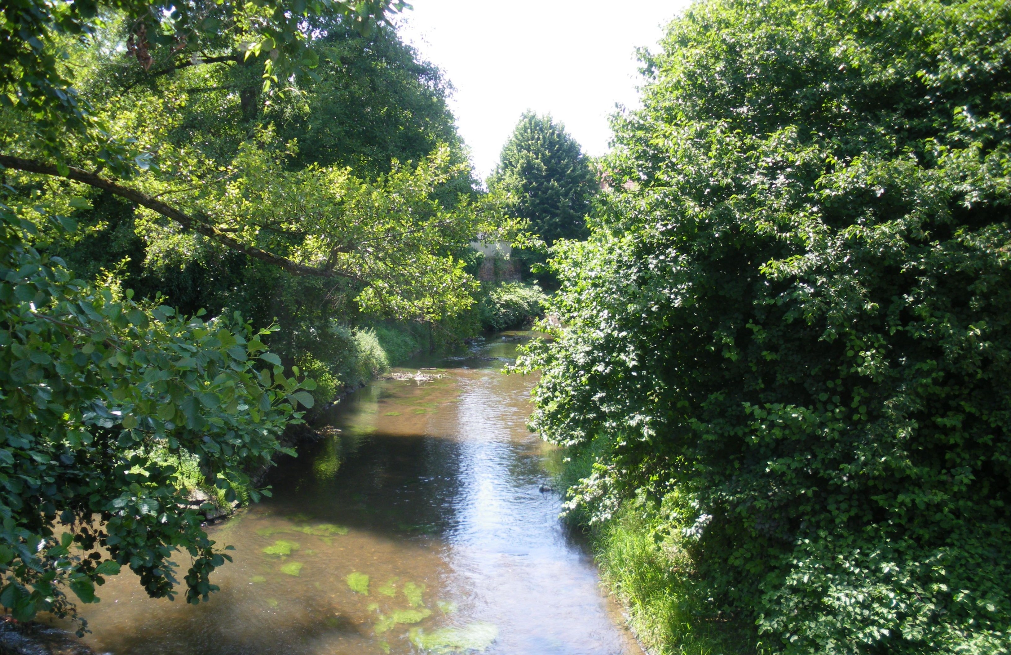 Blick auf den, von Bäumen umsäumten, Speyerbach
