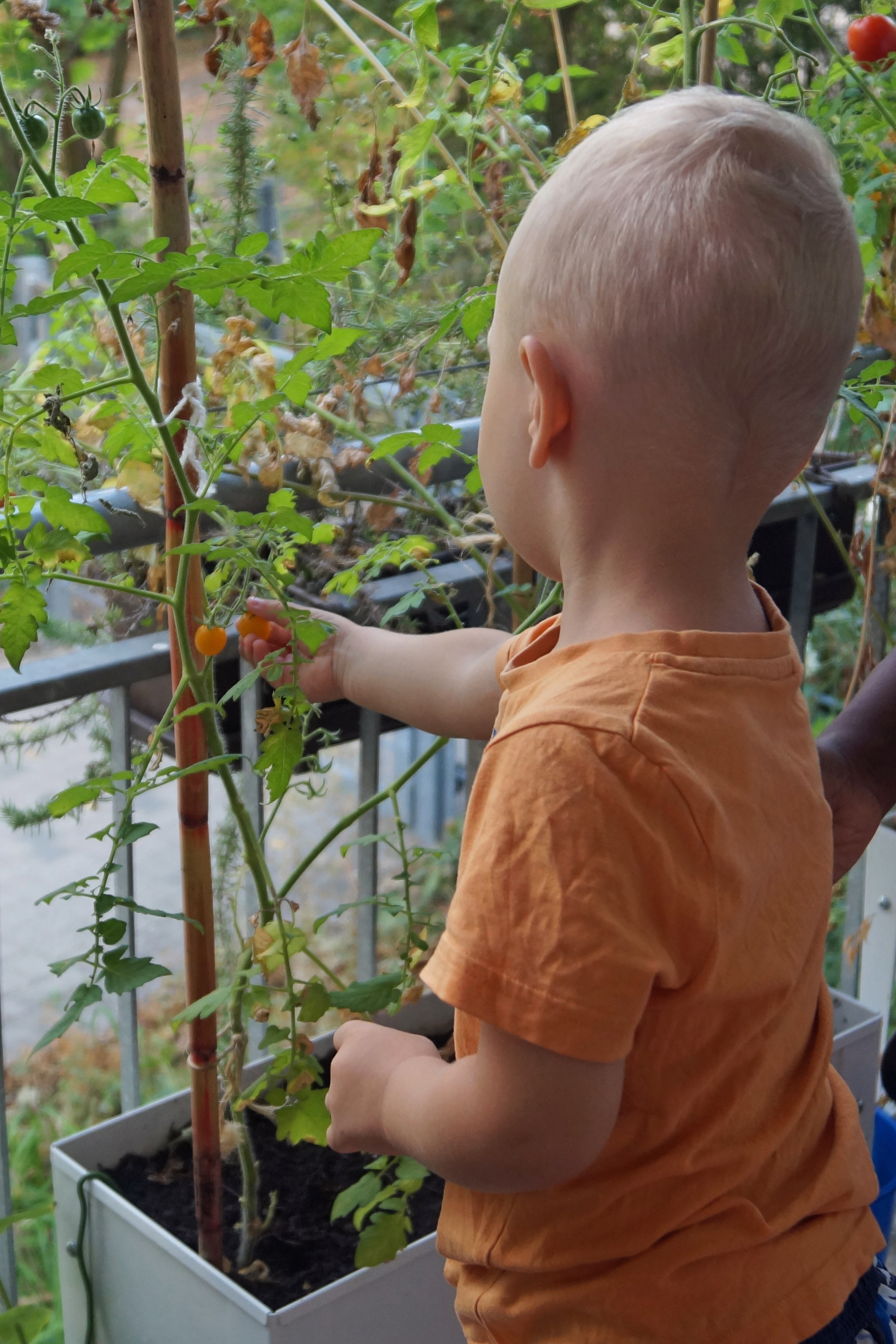 Ein Kind bei der Tomatenernte