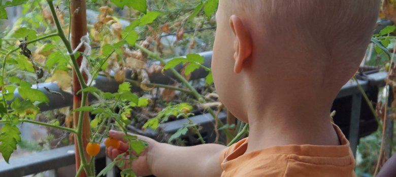 Ein Kind bei der Tomatenernte