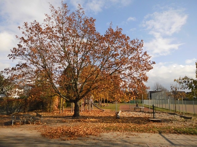 Herbststimmung im Außengelände