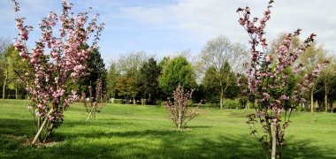 Gartengrabfeld auf dem Speyerer Friedhof