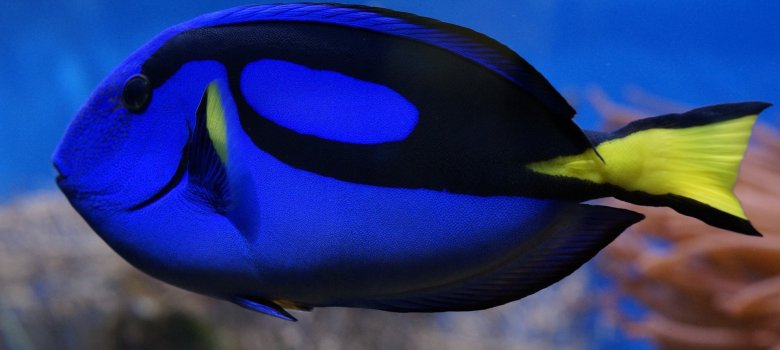 blauer Palettendoktorfisch