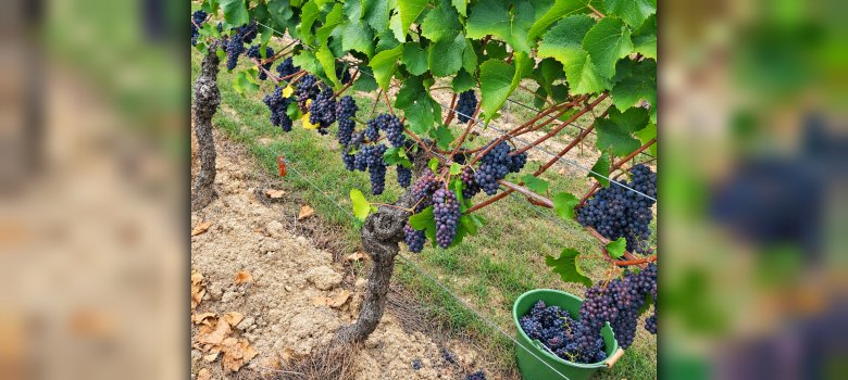 Reiche Ernte im Ruländerweinberg