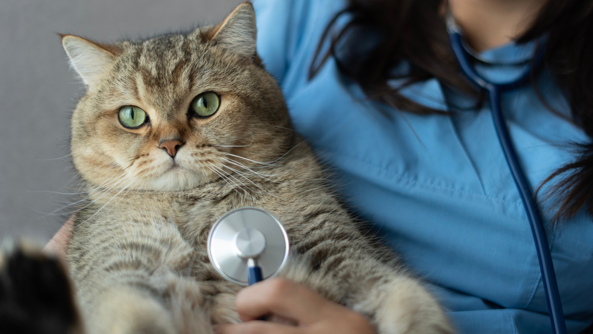 Eine grau-braune Britisch-Kurzhaar-Katze schaut in die Kamera, während eine Person im blauen Tierarztkittel sie hält und mit einem Stethoskop untersucht.