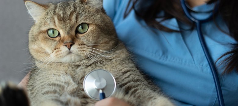 Eine grau-braune Britisch-Kurzhaar-Katze schaut in die Kamera, während eine Person im blauen Tierarztkittel sie hält und mit einem Stethoskop untersucht.