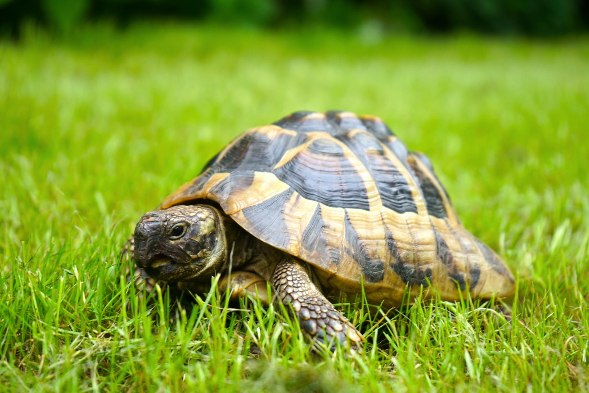 Griechische Landschildkröte, Schildkröte im Gras