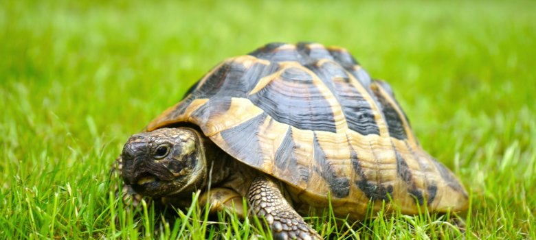 Griechische Landschildkröte, Schildkröte im Gras