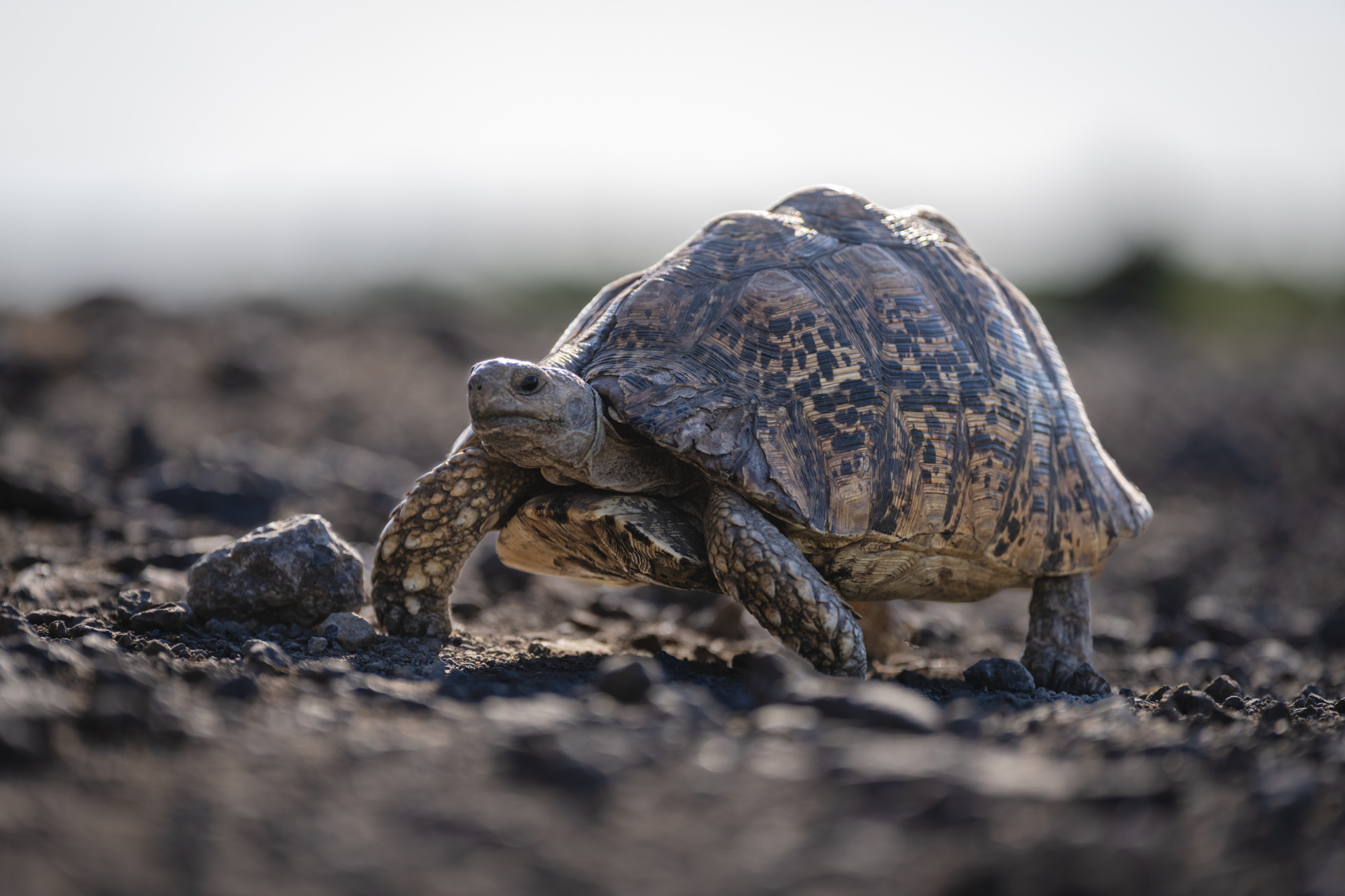 Schildkröte wandert auf einem Feldweg