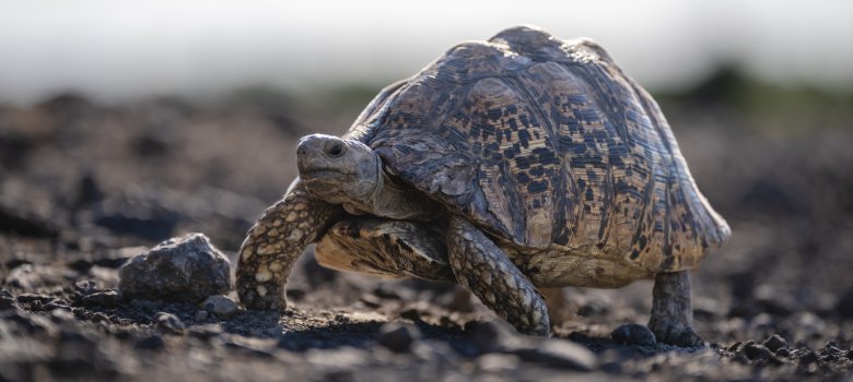 Schildkröte wandert auf einem Feldweg