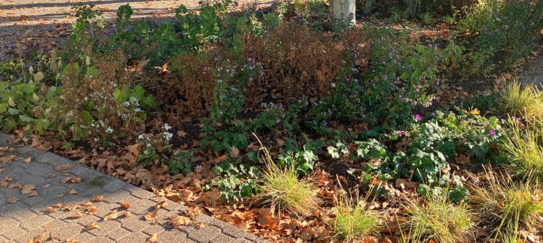 Entsiegelte Fläche auf dem Heinrich-Lang-Platz