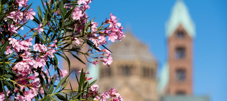Bebilderung Konferenzraum Hochhaus Sparkasse Vorderpfalz Bebilderung Konferenzraum Hochhaus Sparkasse Vorderpfalz