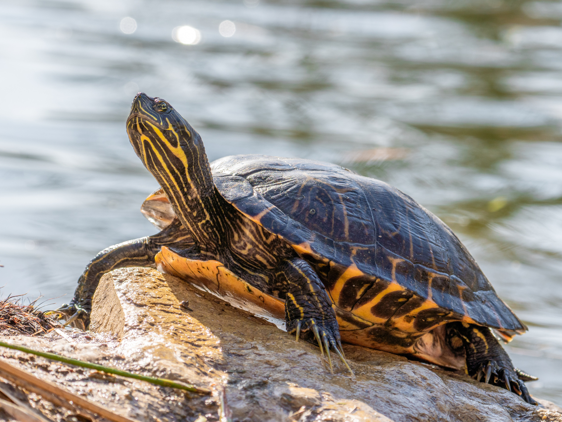 Eine sonnenbadende Gelbwangen-Schmuckschildkröte streckt ihren Hals auf einem sonnenbeschienenen Baumstamm am Wasser.