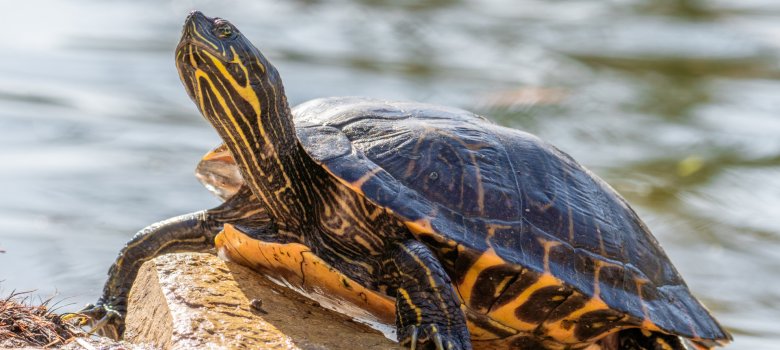 Symbolbild einer Gelbwangen-Schmuckschildkröte Eine sonnenbadende Gelbwangen-Schmuckschildkröte streckt ihren Hals auf einem sonnenbeschienenen Baumstamm am Wasser.