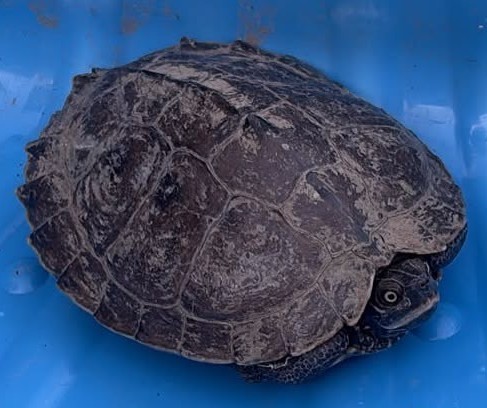 Aufgefundene Wasserschildkröte mit dunklem Panzer und sichtbar herausgestrecktem Kopf in einer blauen Transportbox.