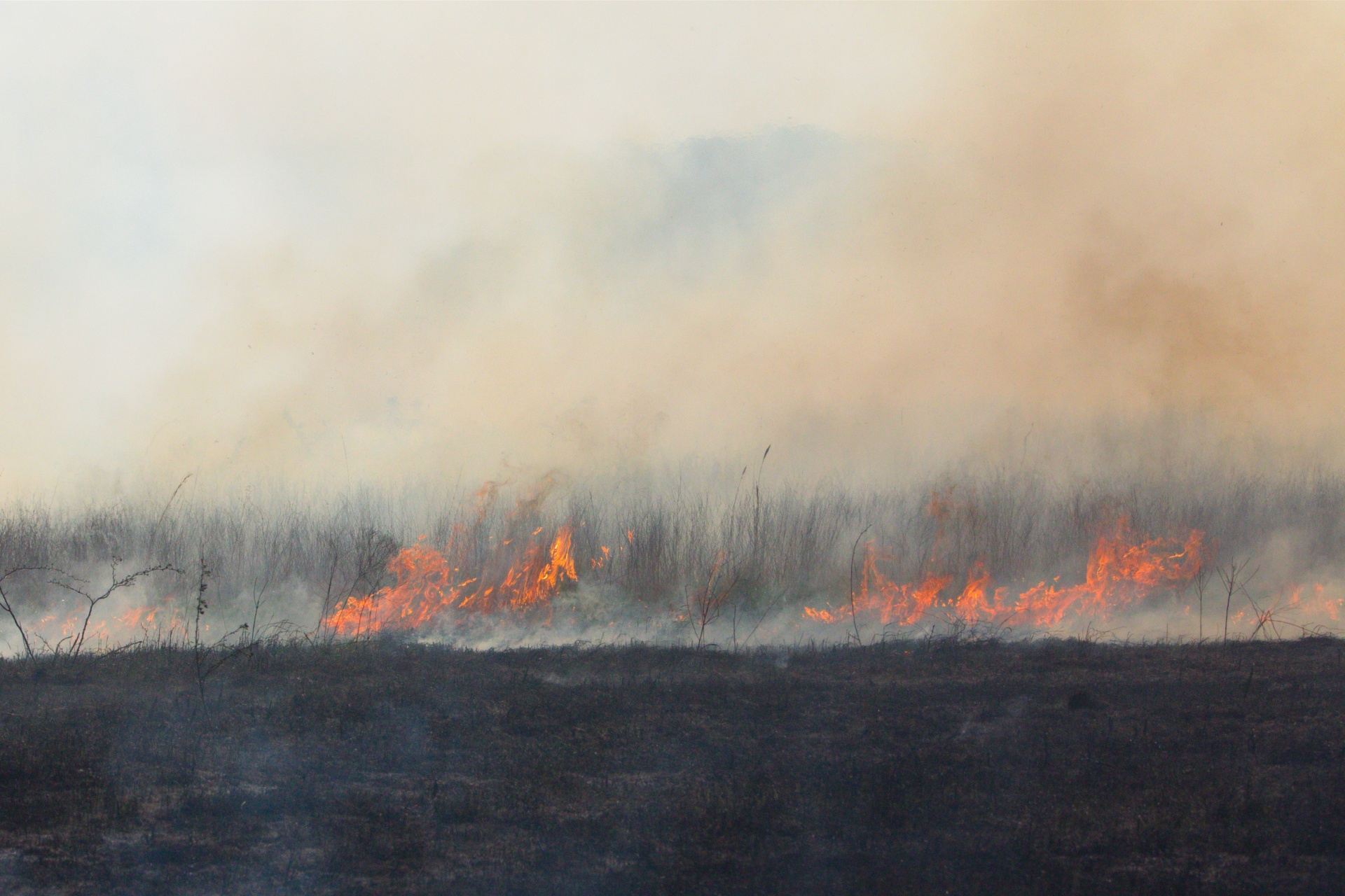 Wild grass/brush fire on prairie or pasture.