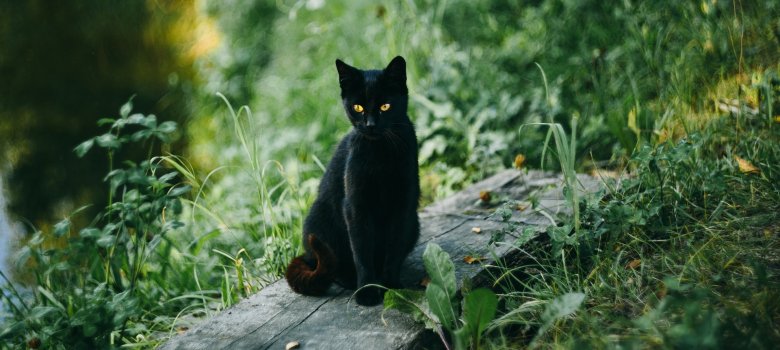 Schwarze Katze, die im Gras sitzt