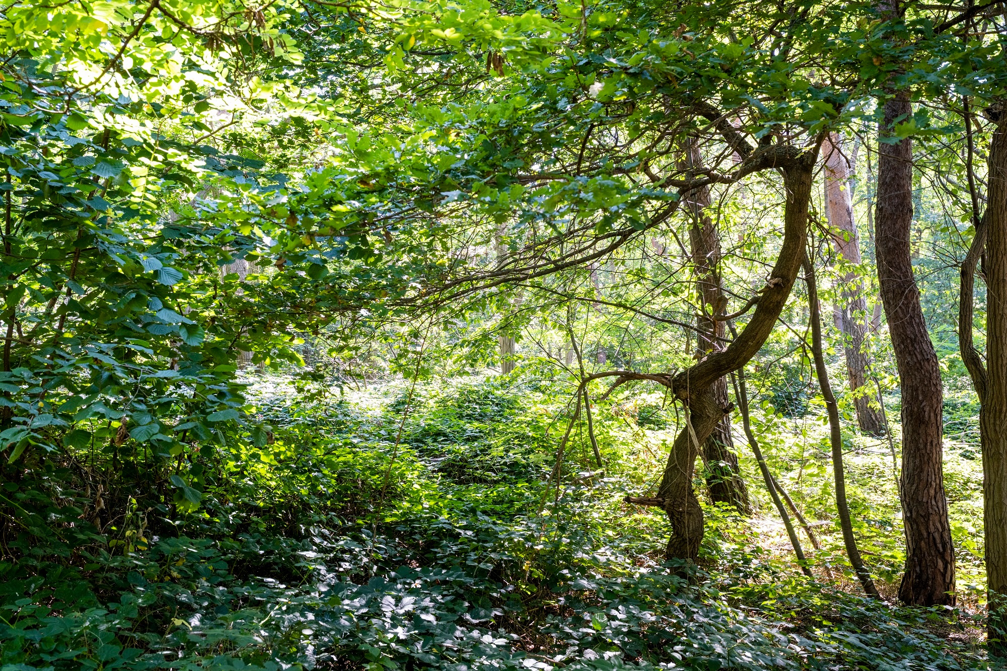 Beispielfoto Stadtwald Speyer