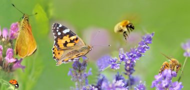 honeybee,butterfly and lady bud on lavender flowers in panorami