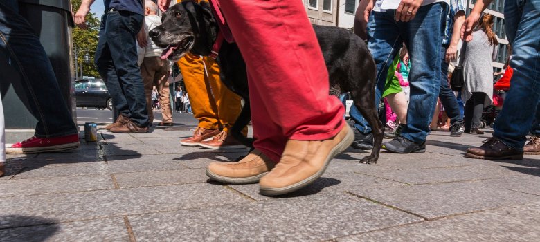 Symbolfoto Hund in Menschenmenge