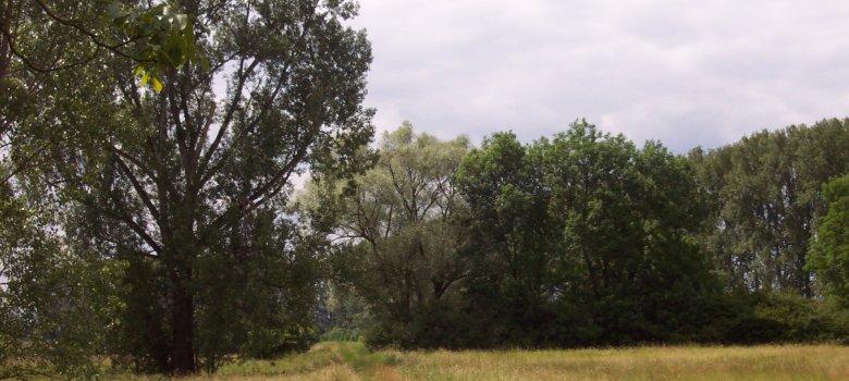 Rheinauenlandschaft Speyer