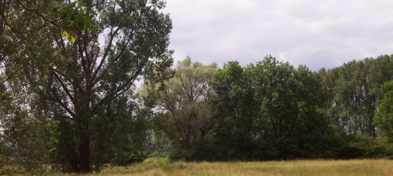 Rheinauenlandschaft Speyer