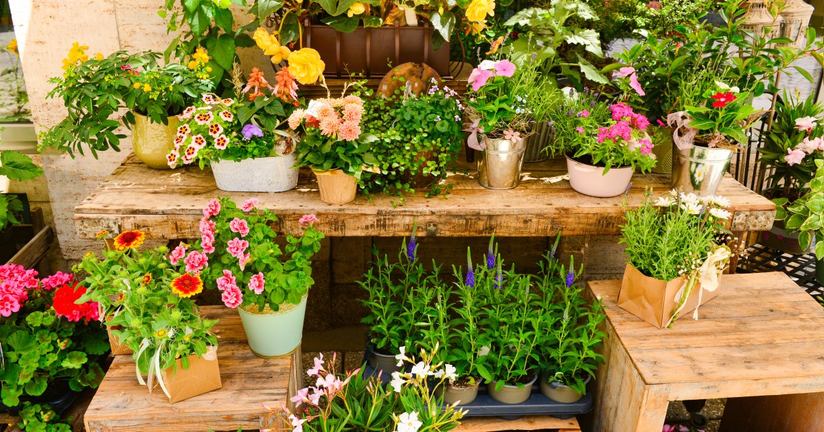 Bewerbungsaufruf für den 2. Speyerer Garten und Pflanzenmarkt Jetzt