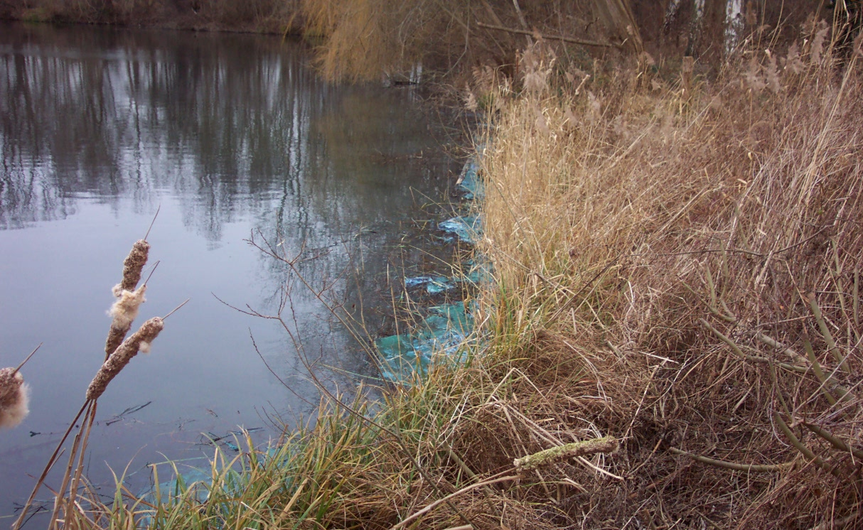 Winterblüte der Blaualge am Speyerlachsee im Jahr 2007