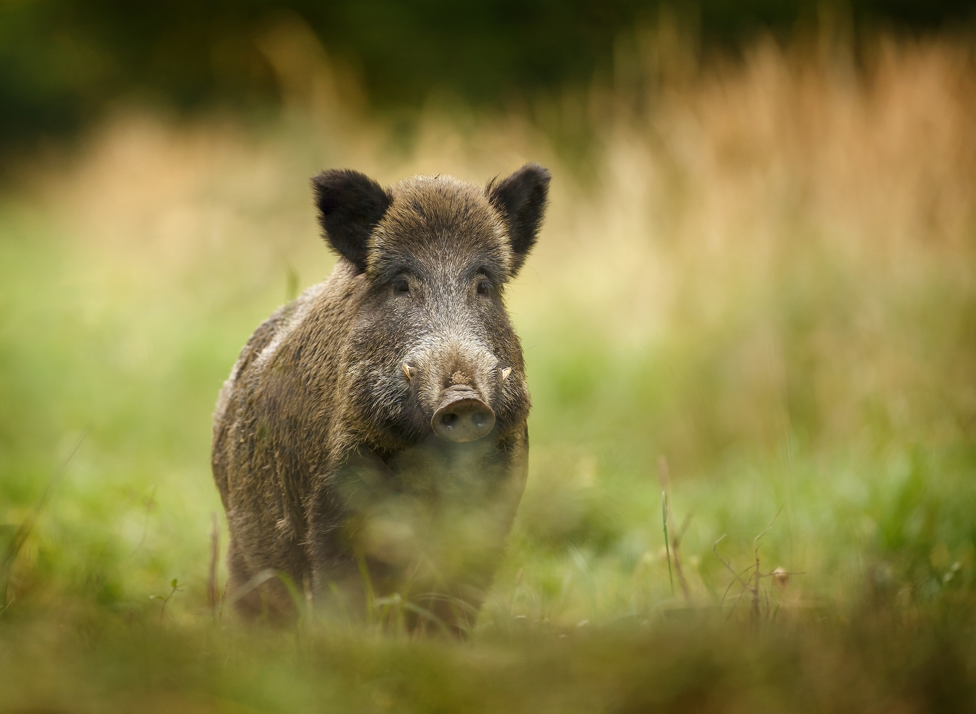 Wild boar walking through forest