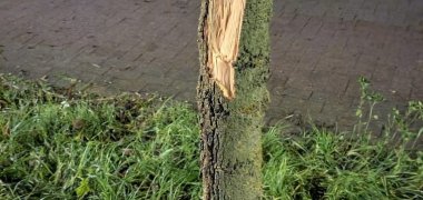 Mutwillige Baumfällungen Mutwillige Baumfällungen