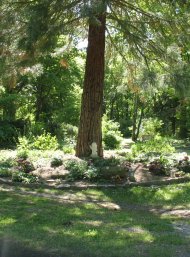 Baumgräber auf dem Speyerer Friedhof Baumgräber auf dem Speyerer Friedhof