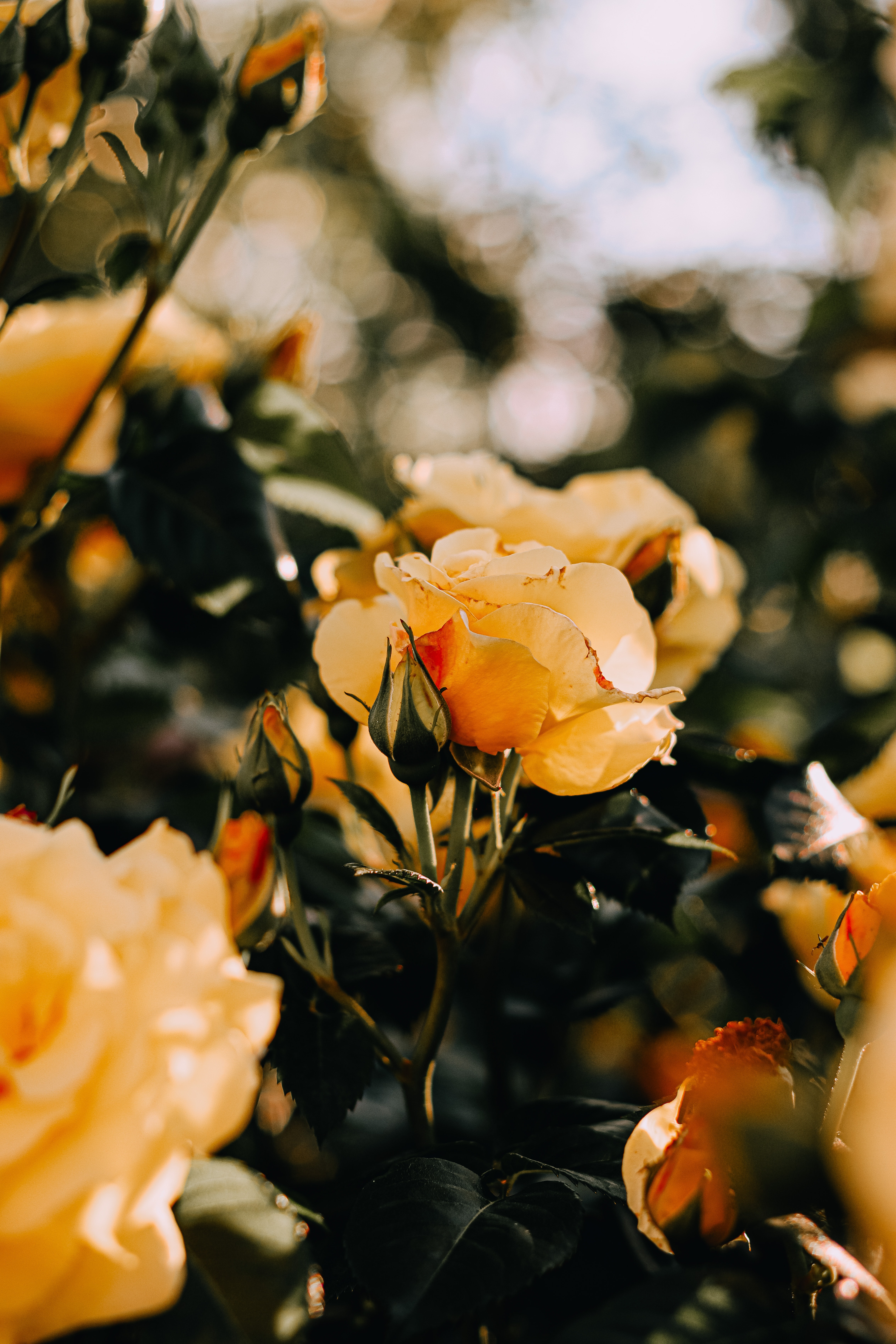 Blumen Blumen