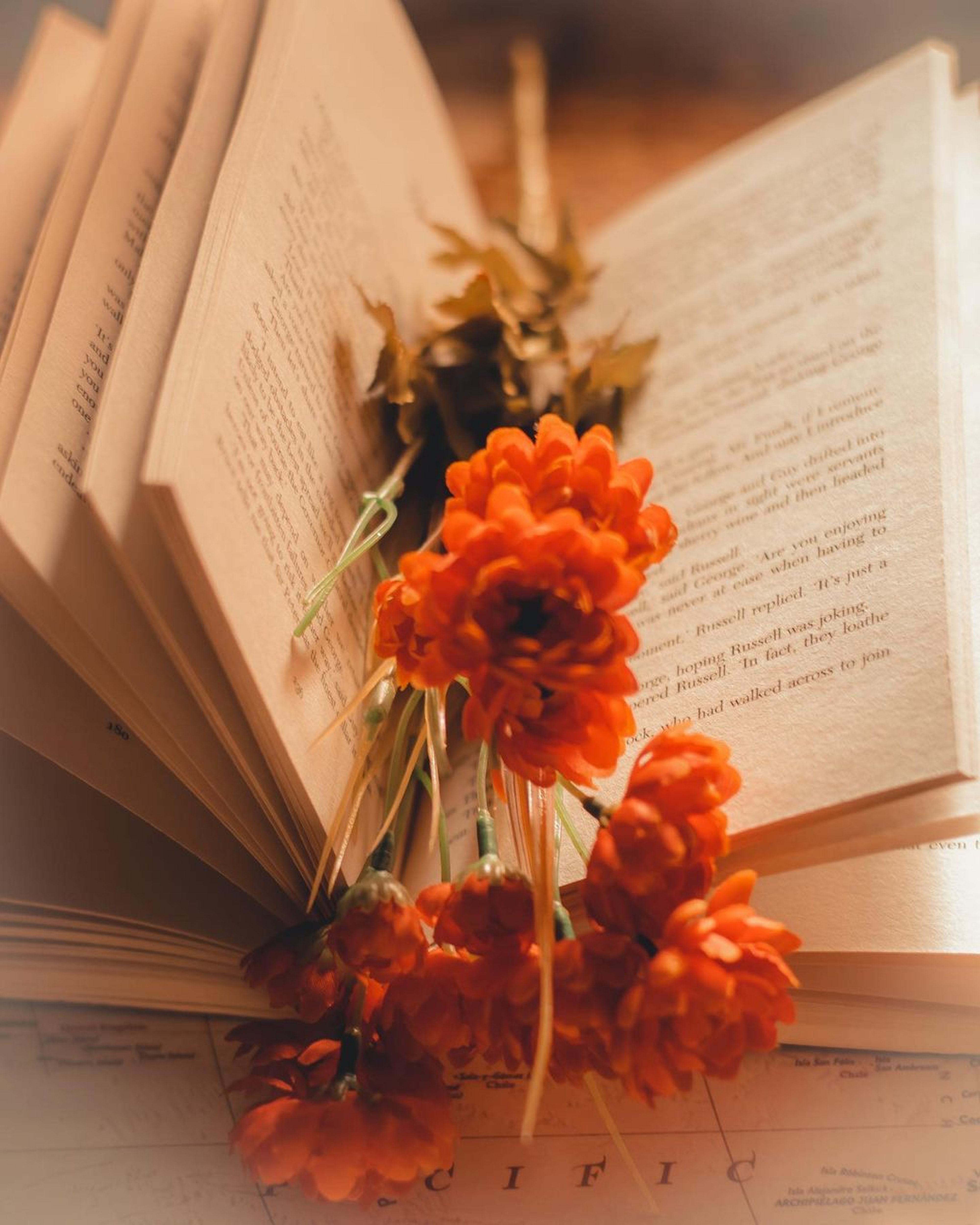 Blumen Im Buch Blumen Im Buch